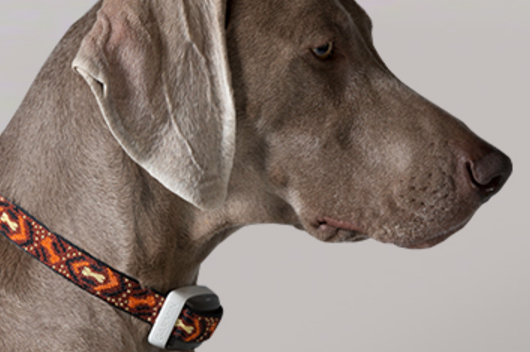 Gamrin 推出加上創新智慧的&#8230;.. Delta Smart 寵物電擊器？ [8/28 更新：廠商暫停上市] @3C 達人廖阿輝