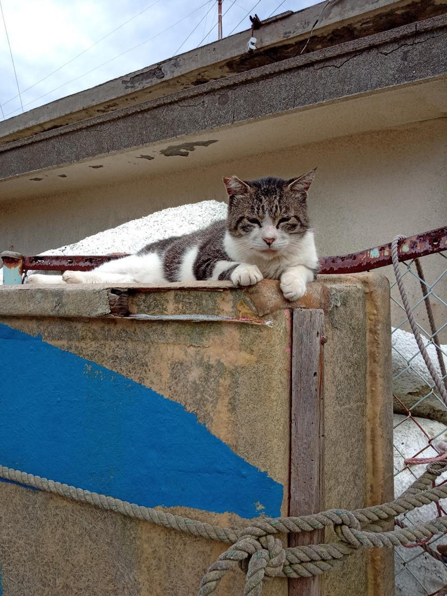 滿滿的貓貓貓貓！HTC Desire 19+ 挑戰日本著名貓島『青島』！實拍分享+旅行攻略貓貓 @3C 達人廖阿輝