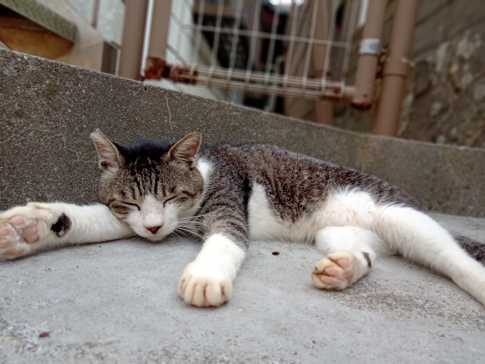 滿滿的貓貓貓貓！HTC Desire 19+ 挑戰日本著名貓島『青島』！實拍分享+旅行攻略貓貓 @3C 達人廖阿輝
