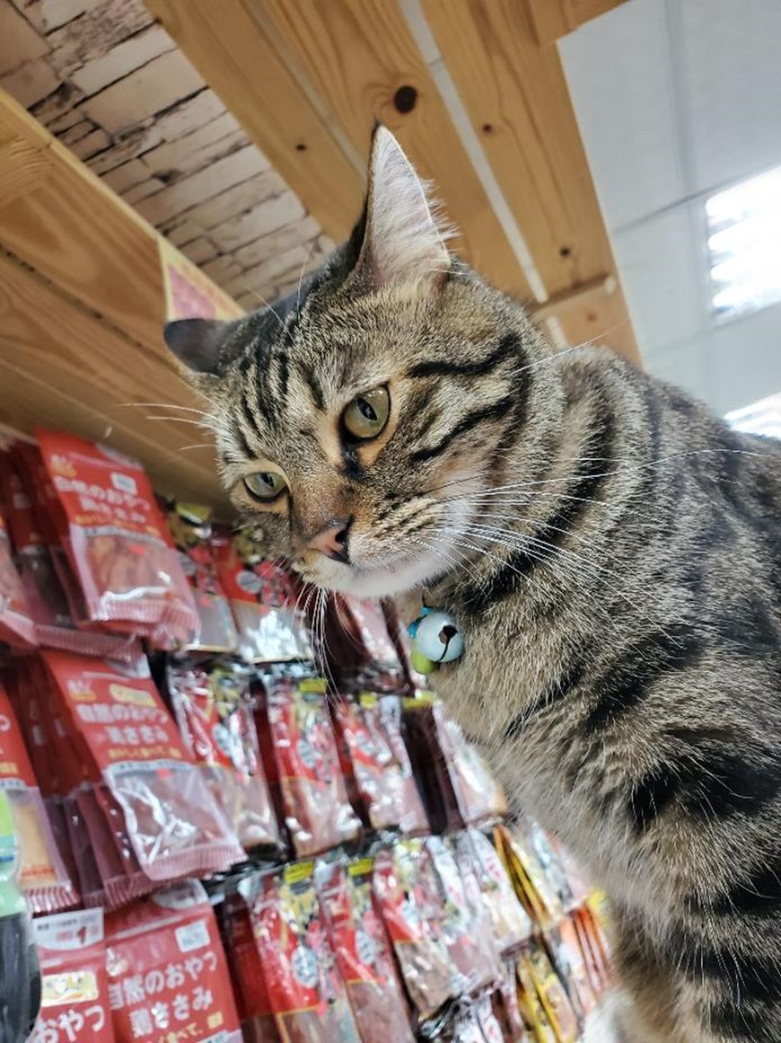 好拍好看又好用 HUAWEI Y9 Prime 2019 可以輕鬆入手的全螢幕手機! @3C 達人廖阿輝 好拍好看又好用 HUAWEI Y9 Prime 2019 可以輕鬆入手的全螢幕手機! @3C 達人廖阿輝