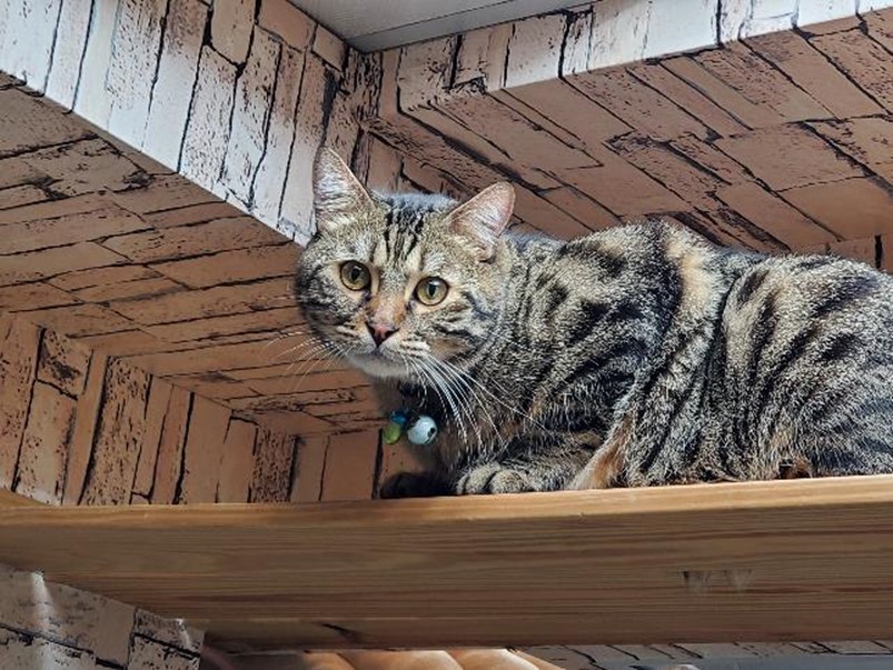 好拍好看又好用 HUAWEI Y9 Prime 2019 可以輕鬆入手的全螢幕手機! @3C 達人廖阿輝 好拍好看又好用 HUAWEI Y9 Prime 2019 可以輕鬆入手的全螢幕手機! @3C 達人廖阿輝