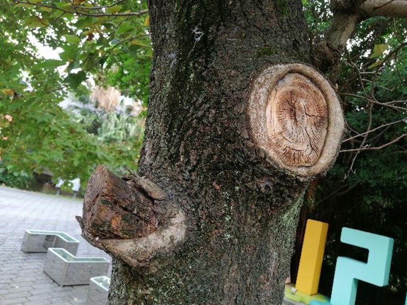 好拍好看又好用 HUAWEI Y9 Prime 2019 可以輕鬆入手的全螢幕手機! @3C 達人廖阿輝 好拍好看又好用 HUAWEI Y9 Prime 2019 可以輕鬆入手的全螢幕手機! @3C 達人廖阿輝