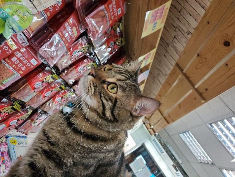 好拍好看又好用 HUAWEI Y9 Prime 2019 可以輕鬆入手的全螢幕手機! @3C 達人廖阿輝 好拍好看又好用 HUAWEI Y9 Prime 2019 可以輕鬆入手的全螢幕手機! @3C 達人廖阿輝