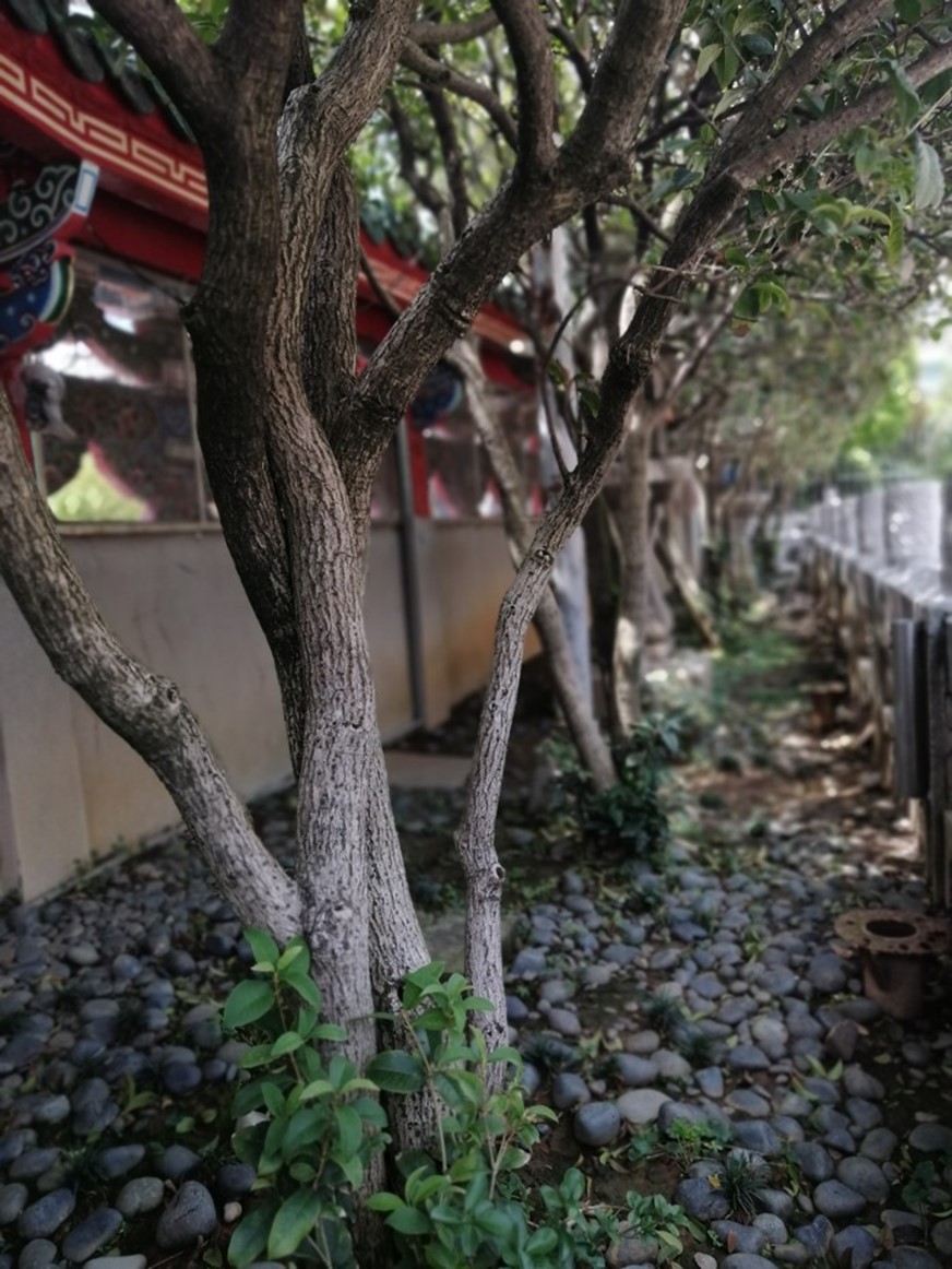 好拍好看又好用 HUAWEI Y9 Prime 2019 可以輕鬆入手的全螢幕手機! @3C 達人廖阿輝 好拍好看又好用 HUAWEI Y9 Prime 2019 可以輕鬆入手的全螢幕手機! @3C 達人廖阿輝