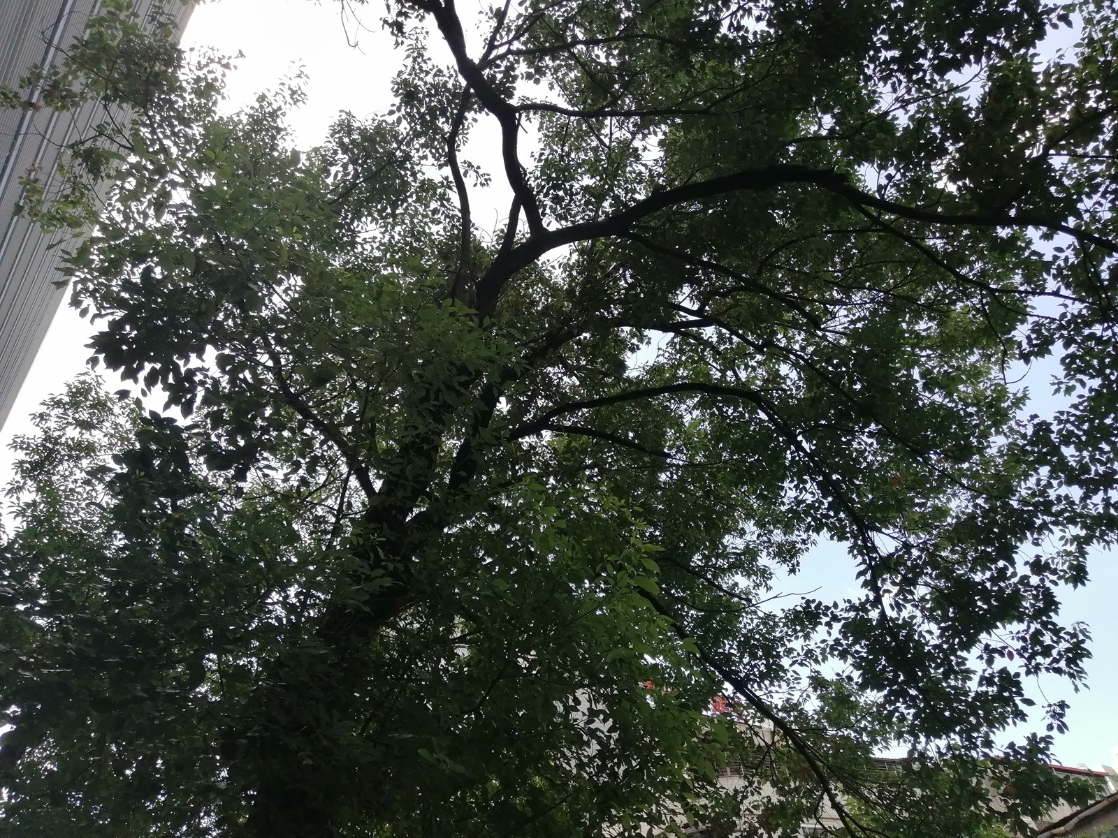 好拍好看又好用 HUAWEI Y9 Prime 2019 可以輕鬆入手的全螢幕手機！ @3C 達人廖阿輝