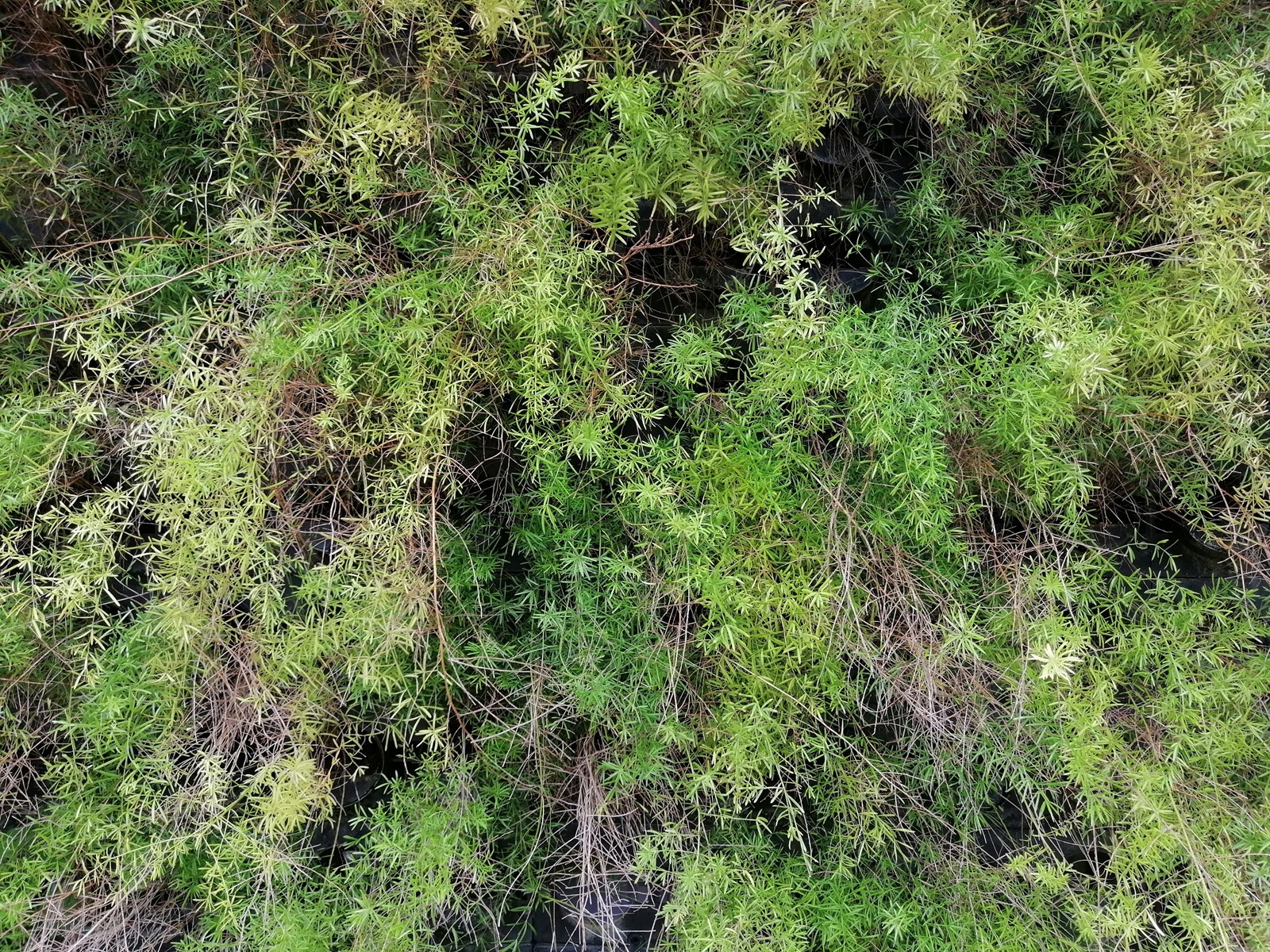 好拍好看又好用 HUAWEI Y9 Prime 2019 可以輕鬆入手的全螢幕手機！ @3C 達人廖阿輝