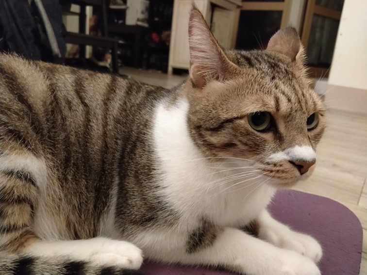 realme 5 開啟中階手機四鏡頭時代！越級規格超強電力怪物！ @3C 達人廖阿輝