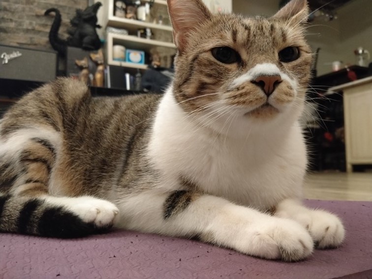 realme 5 開啟中階手機四鏡頭時代！越級規格超強電力怪物！ @3C 達人廖阿輝