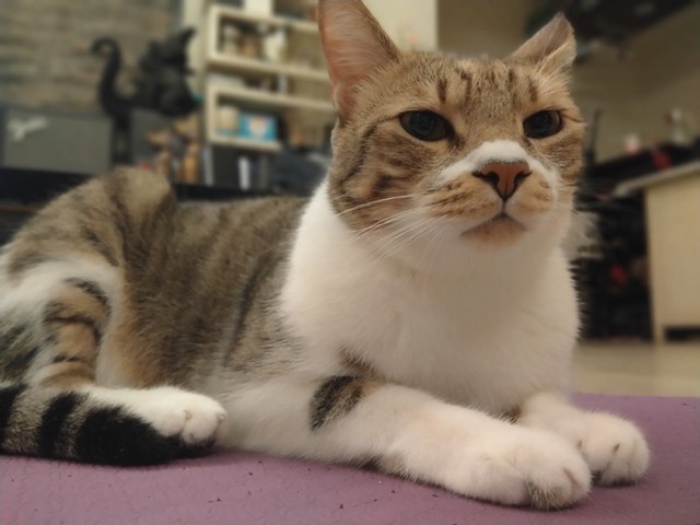 realme 5 開啟中階手機四鏡頭時代！越級規格超強電力怪物！ @3C 達人廖阿輝