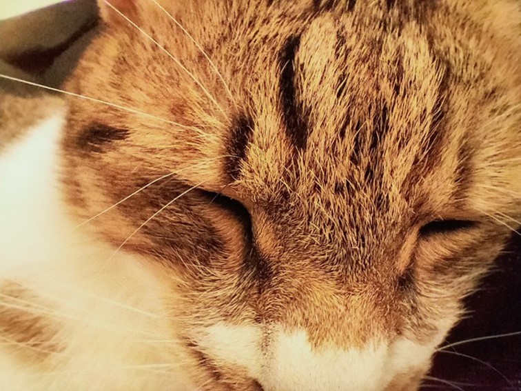 realme 5 開啟中階手機四鏡頭時代！越級規格超強電力怪物！ @3C 達人廖阿輝