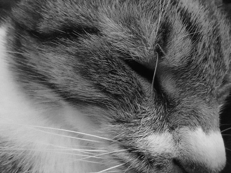 realme 5 開啟中階手機四鏡頭時代！越級規格超強電力怪物！ @3C 達人廖阿輝