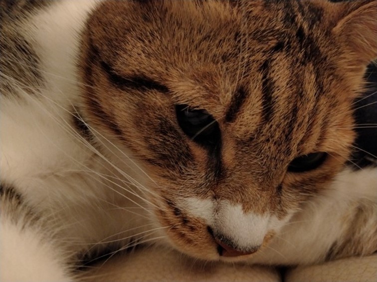 realme 5 開啟中階手機四鏡頭時代！越級規格超強電力怪物！ @3C 達人廖阿輝