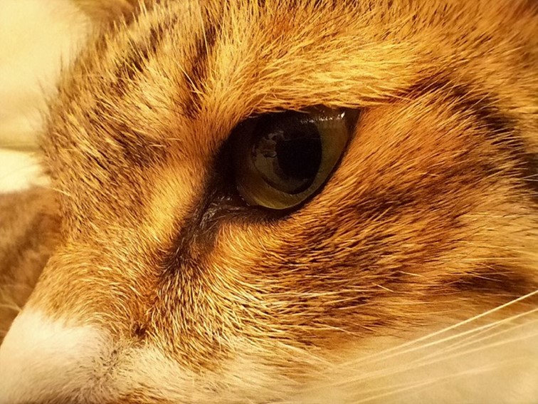 realme 5 開啟中階手機四鏡頭時代！越級規格超強電力怪物！ @3C 達人廖阿輝