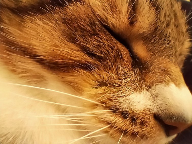 realme 5 開啟中階手機四鏡頭時代！越級規格超強電力怪物！ @3C 達人廖阿輝