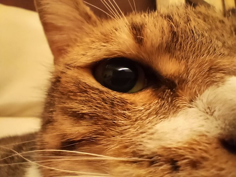 realme 5 開啟中階手機四鏡頭時代！越級規格超強電力怪物！ @3C 達人廖阿輝