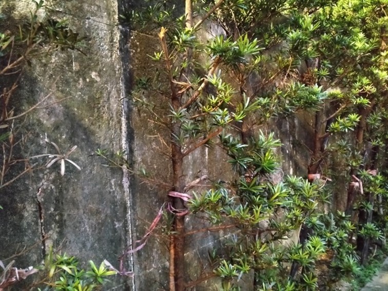 realme 5 開啟中階手機四鏡頭時代！越級規格超強電力怪物！ @3C 達人廖阿輝