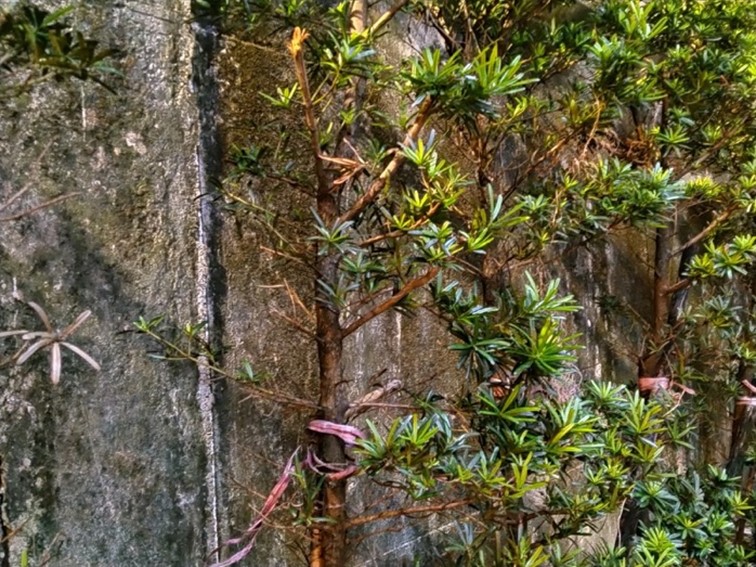 realme 5 開啟中階手機四鏡頭時代！越級規格超強電力怪物！ @3C 達人廖阿輝