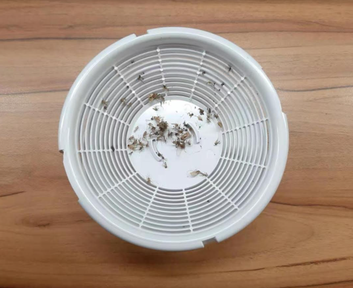 抗蚊植物 - サルビア・ロスマリヌスまたはローズマリー