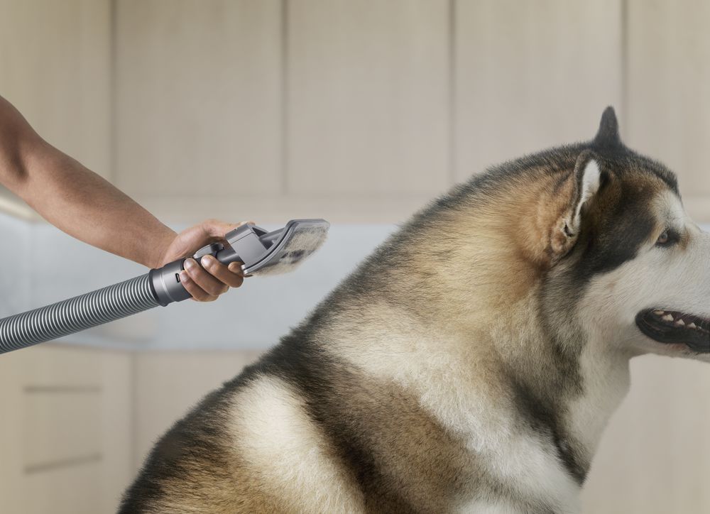 Dyson 推出全新「寵物毛髮清潔工具組」與「細緻清潔配件工具組」以創新科技助全室深層清潔 @3C 達人廖阿輝