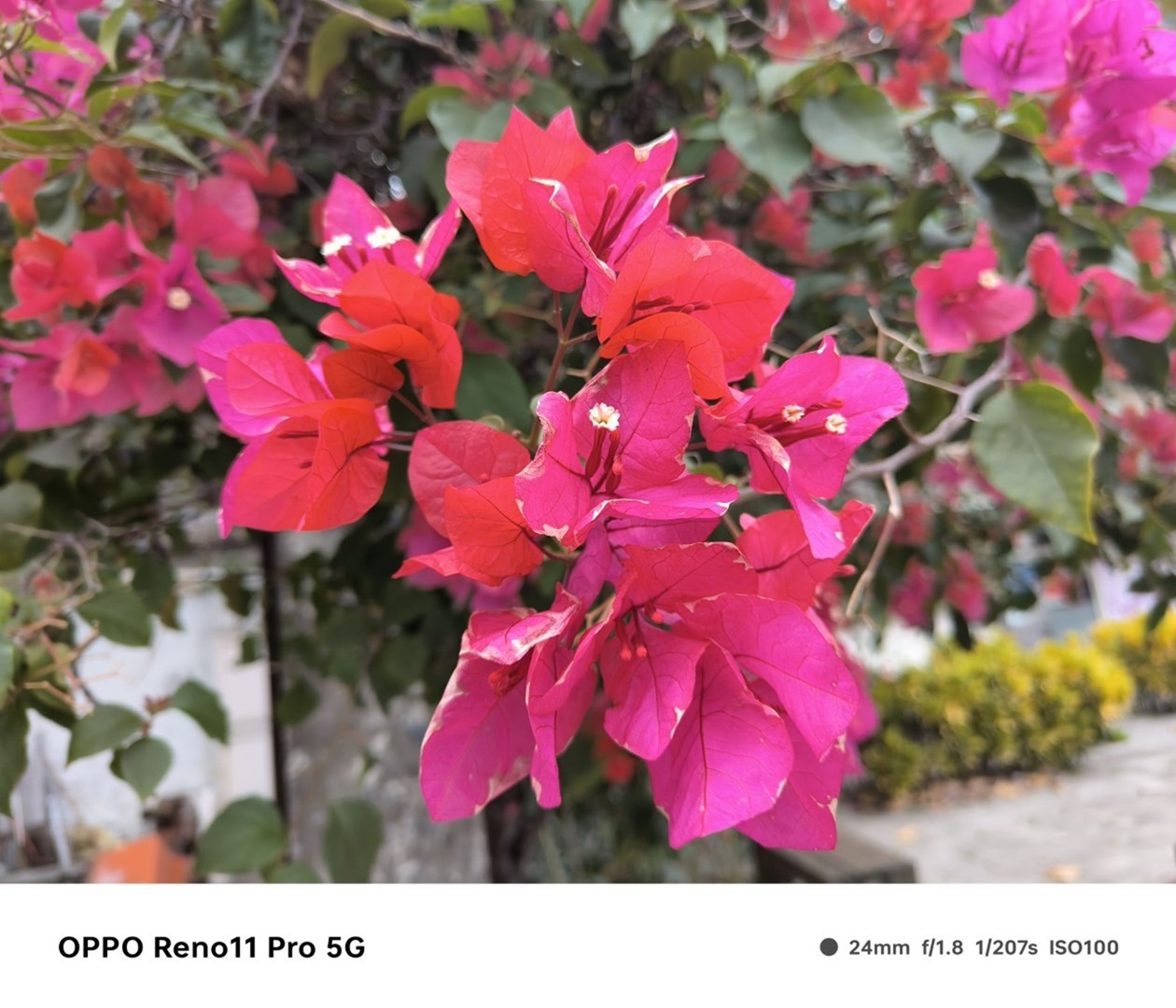 人像專家 Reno11 Pro 新機開箱評測 新年入手人像機的最佳選擇 @3C 達人廖阿輝