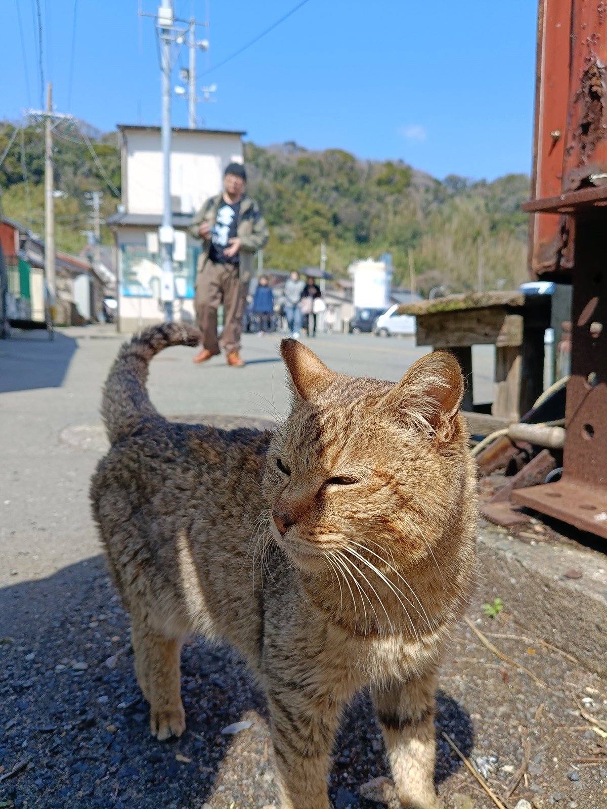 貓貓貓貓！realme 12+ 來貓島『相島』拍貓咪啦！實拍分享+旅行攻略貓貓 @3C 達人廖阿輝