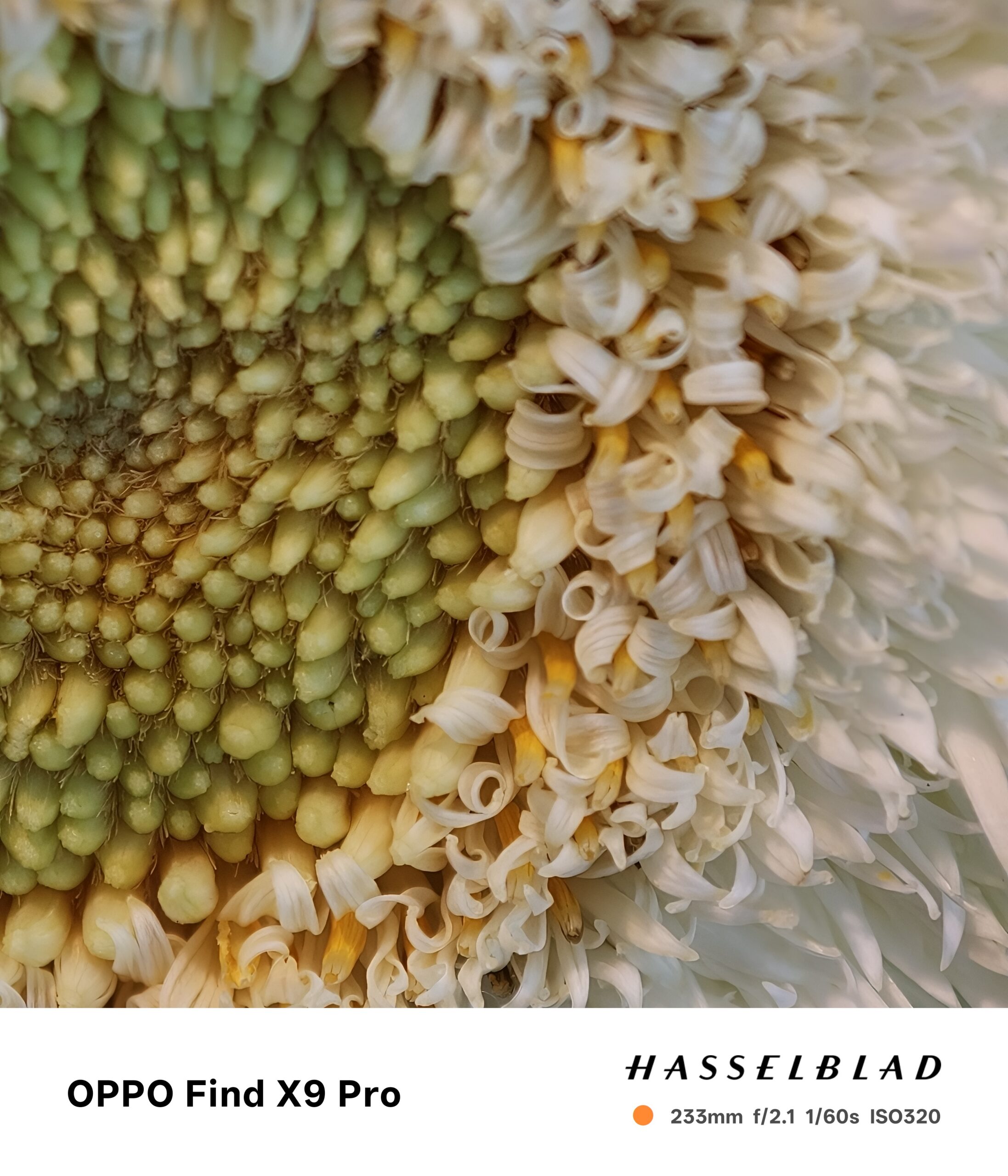 OPPO Find X9 系列登場　2 億畫素哈蘇長焦、天璣 9500 晶片與 7000mAh 超級電量問鼎旅拍旗艦 @3C 達人廖阿輝