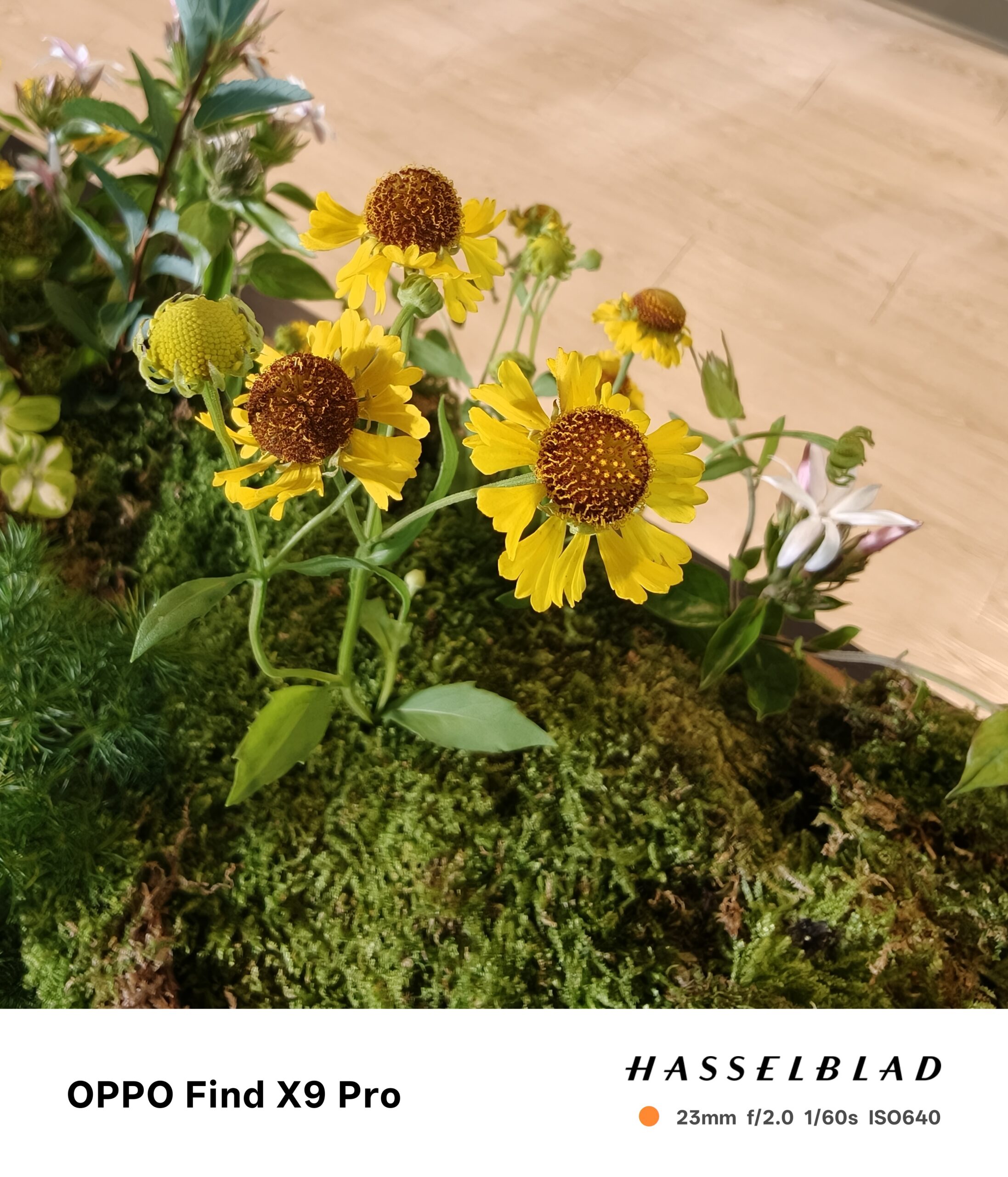 OPPO Find X9 系列登場　2 億畫素哈蘇長焦、天璣 9500 晶片與 7000mAh 超級電量問鼎旅拍旗艦 @3C 達人廖阿輝