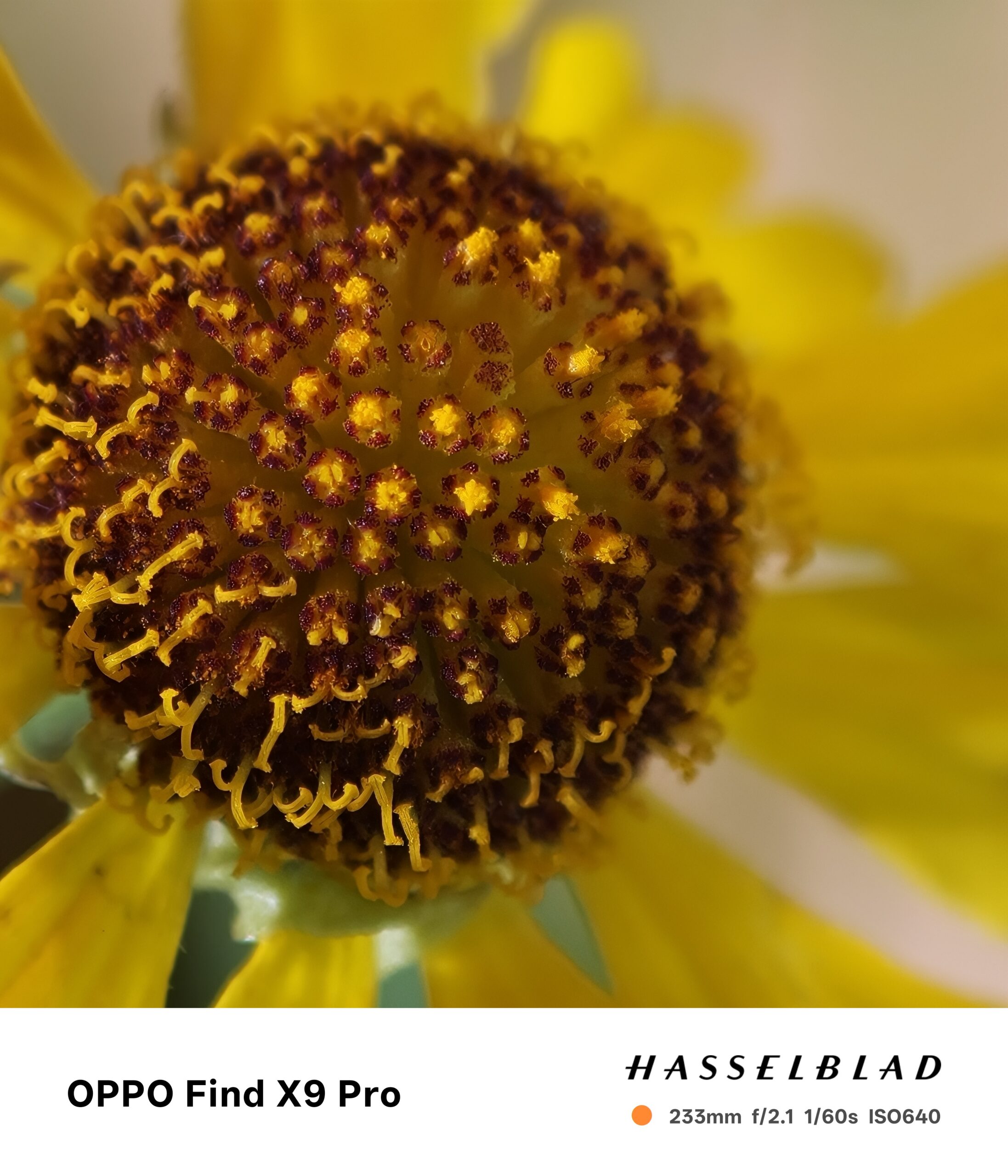 OPPO Find X9 系列登場　2 億畫素哈蘇長焦、天璣 9500 晶片與 7000mAh 超級電量問鼎旅拍旗艦 @3C 達人廖阿輝