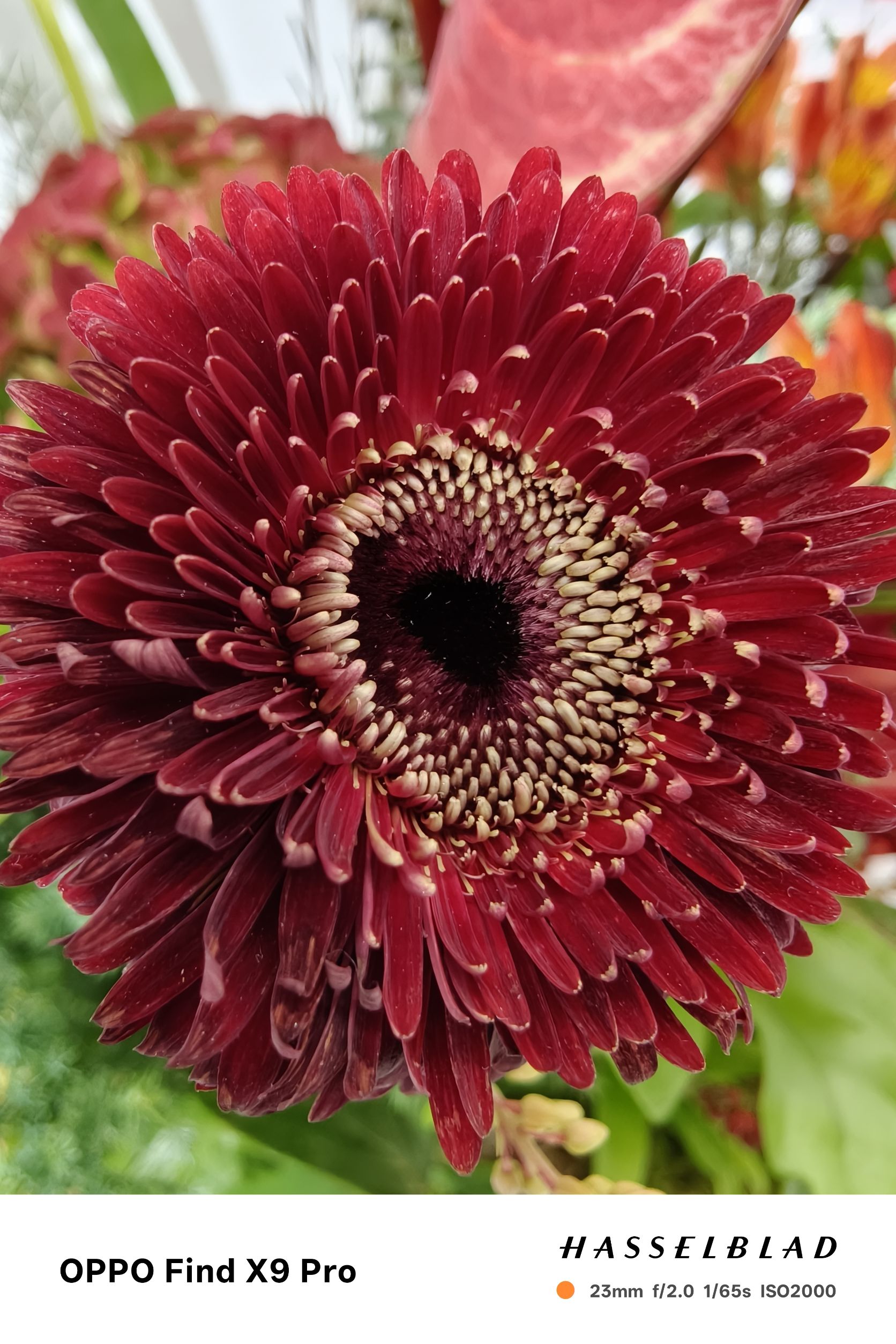 OPPO 哈蘇大師鏡頭現身信義區 Find X9 系列限時體驗空間亮相　旅拍神機再抽歐洲雙人機票 @3C 達人廖阿輝