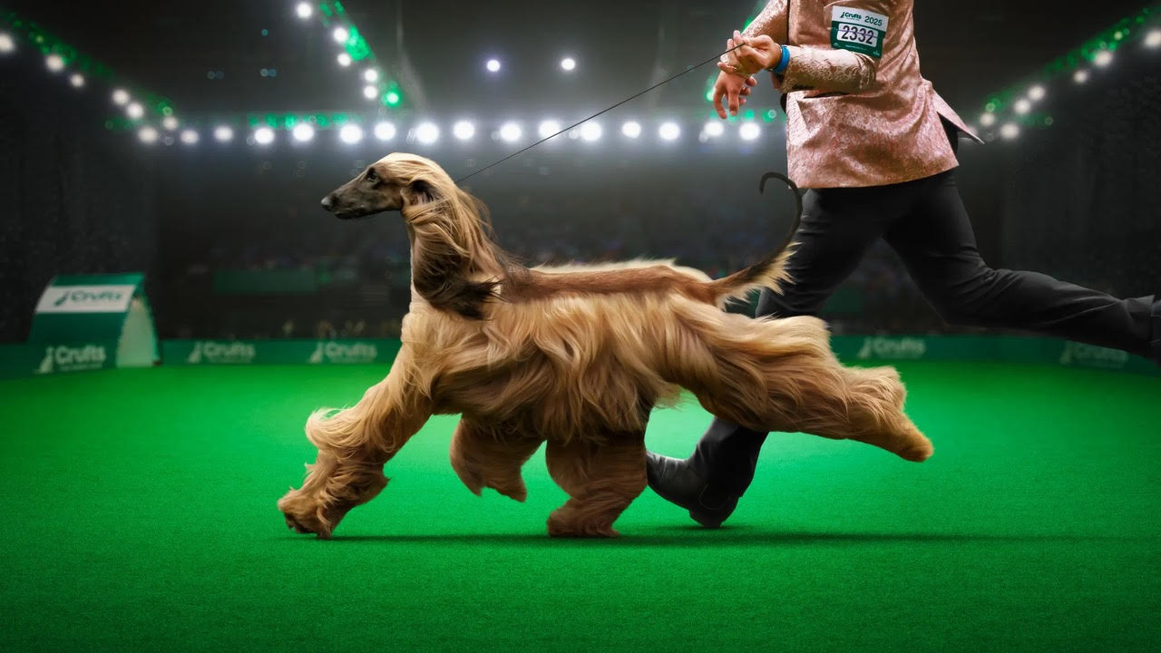 全新 Apple Immersive Video 獨家登場 走進 CORTIS 練舞室與狗狗賽場 體驗零距離沉浸式感動 @3C 達人廖阿輝 全新 Apple Immersive Video 獨家登場 走進 CORTIS 練舞室與狗狗賽場 體驗零距離沉浸式感動 @3C 達人廖阿輝